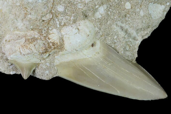 Otodus Shark Tooth Fossil in Rock - Eocene #139905